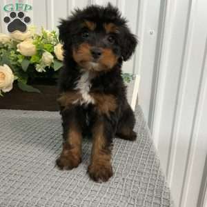 Amanda, Mini Aussiedoodle Puppy