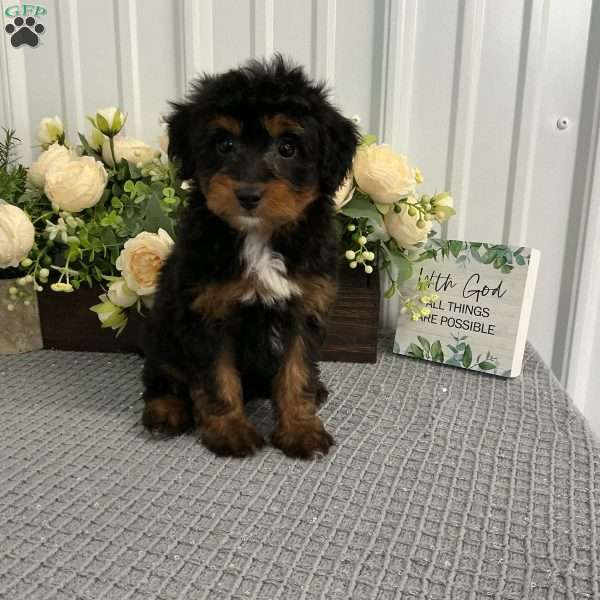 Amanda, Mini Aussiedoodle Puppy