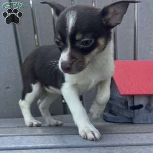 Trinity, Rat Terrier Puppy