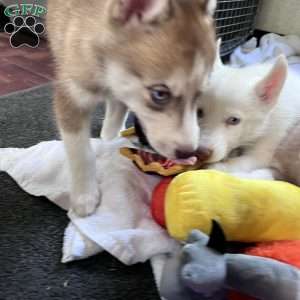 Willow, Siberian Husky Puppy