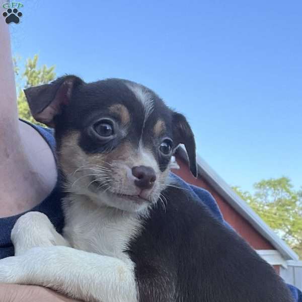 Trinity, Rat Terrier Puppy