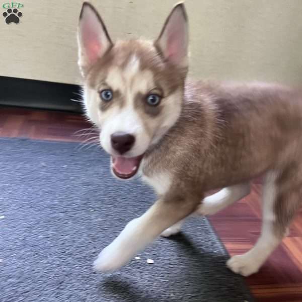 Willow, Siberian Husky Puppy