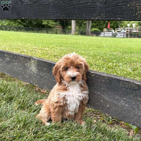 Cuddles, Mini Goldendoodle Puppy