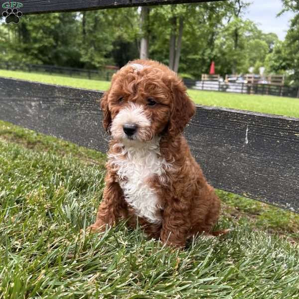 Bruno, Mini Goldendoodle Puppy