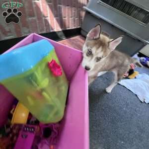 Willow, Siberian Husky Puppy