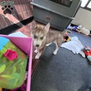 Willow, Siberian Husky Puppy