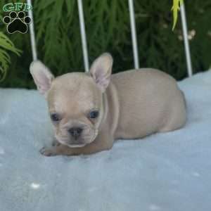 Basil, French Bulldog Puppy