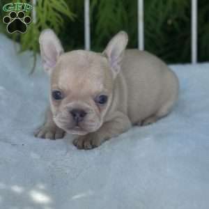 Basil, French Bulldog Puppy