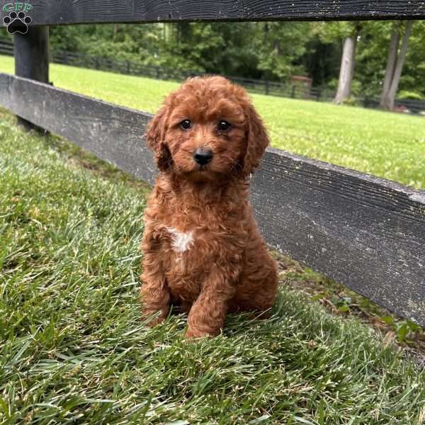 Biscuit, Mini Goldendoodle Puppy