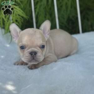 Basil, French Bulldog Puppy
