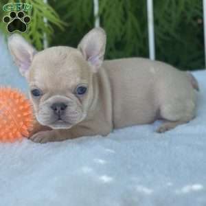 Basil, French Bulldog Puppy