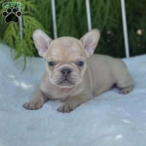 Basil, French Bulldog Puppy