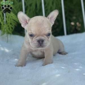 Basil, French Bulldog Puppy