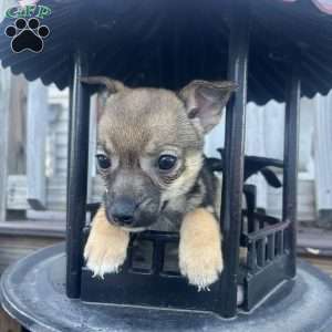 Reva, Rat Terrier Puppy