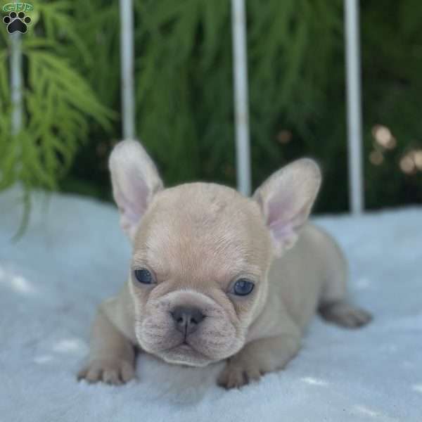 Basil, French Bulldog Puppy
