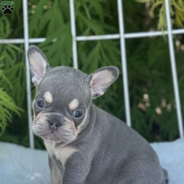 Bree, French Bulldog Puppy