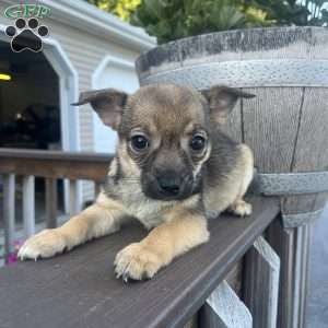 Reva, Rat Terrier Puppy
