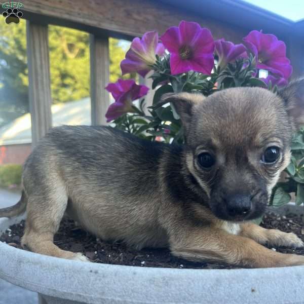 Reva, Rat Terrier Puppy