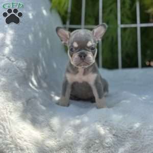 Bree, French Bulldog Puppy