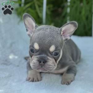 Bree, French Bulldog Puppy
