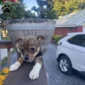Reba, Rat Terrier Puppy