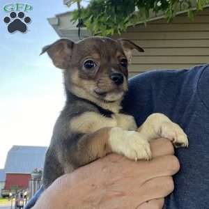 Reba, Rat Terrier Puppy
