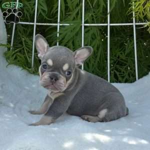 Bree, French Bulldog Puppy