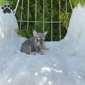 Bree, French Bulldog Puppy