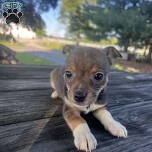 Reba, Rat Terrier Puppy