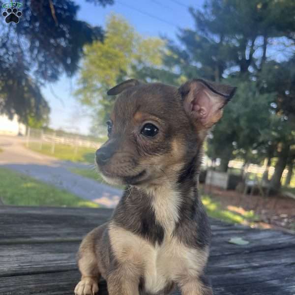 Reba, Rat Terrier Puppy