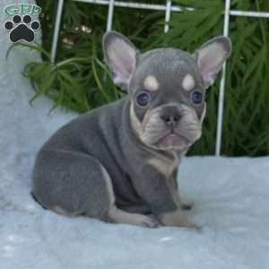 Bree, French Bulldog Puppy