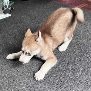 Willow, Siberian Husky Puppy