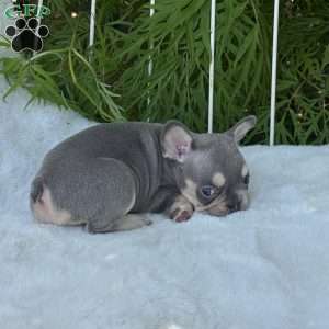 Bree, French Bulldog Puppy