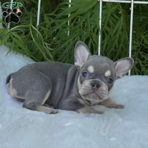 Bree, French Bulldog Puppy