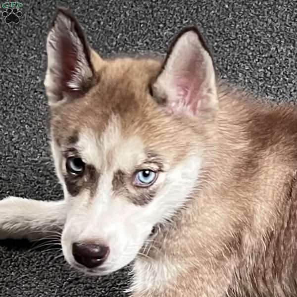 Willow, Siberian Husky Puppy