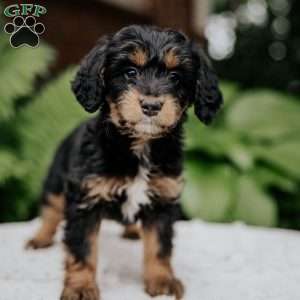 Charlotte, Mini Bernedoodle Puppy