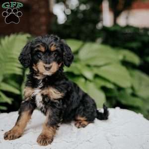 Charlotte, Mini Bernedoodle Puppy