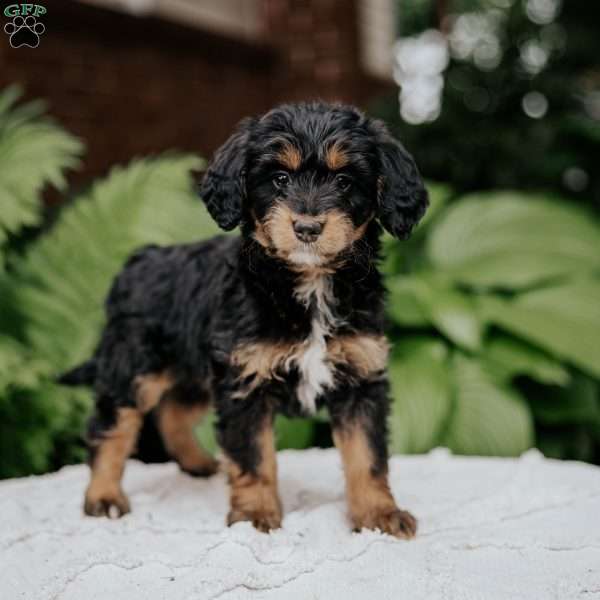 Charlotte, Mini Bernedoodle Puppy