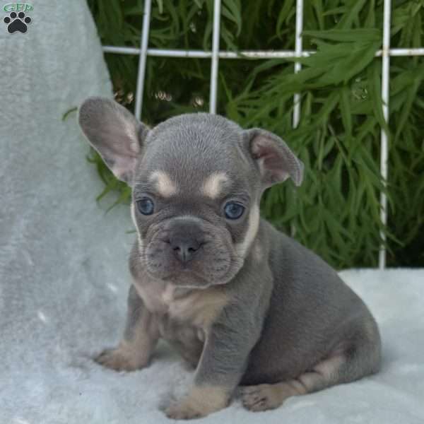 Banjo, French Bulldog Puppy