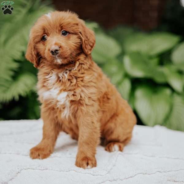 Coco, Mini Bernedoodle Puppy