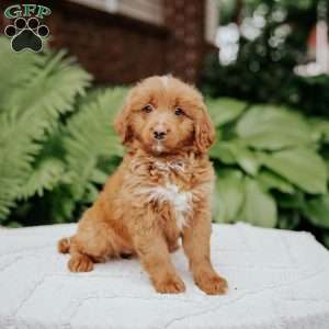 Coco, Mini Bernedoodle Puppy