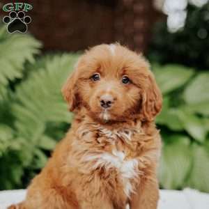 Coco, Mini Bernedoodle Puppy