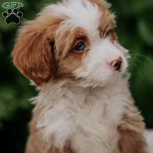 Captian, Mini Bernedoodle Puppy