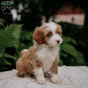Captian, Mini Bernedoodle Puppy