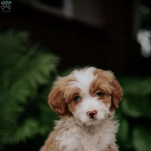 Captian, Mini Bernedoodle Puppy