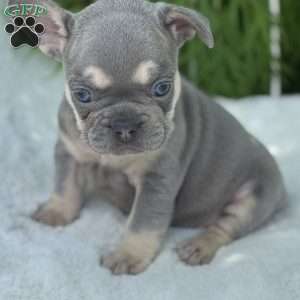 Banjo, French Bulldog Puppy