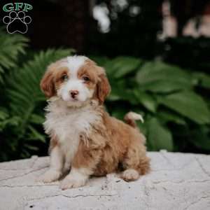 Captian, Mini Bernedoodle Puppy