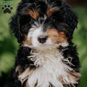Calvin, Mini Bernedoodle Puppy