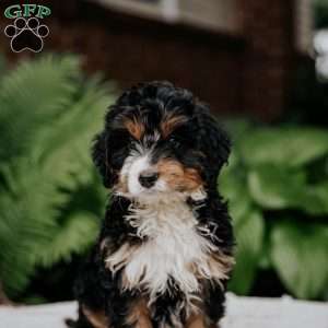 Calvin, Mini Bernedoodle Puppy