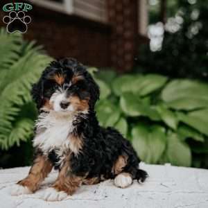 Calvin, Mini Bernedoodle Puppy